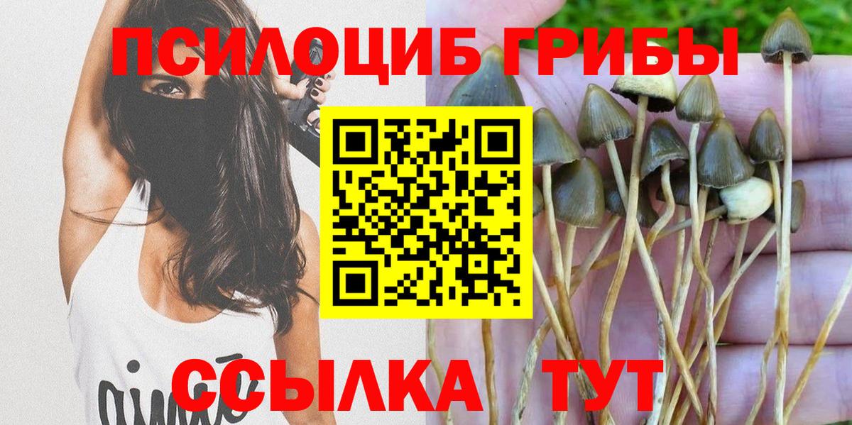 Псилоцибиновые грибы Psilocybine cubensis Михайловск